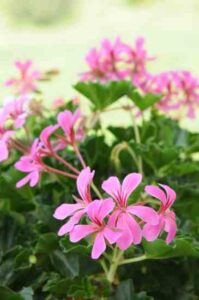 Growing Scented Geraniums Indoors Image